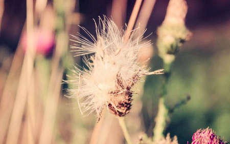 芙蓉镇读后感